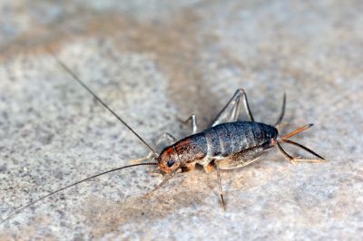 Cricket Control Service